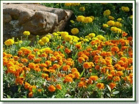 Beverly Oaks Marigolds